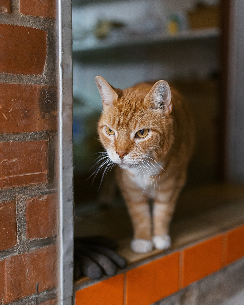 Kater Kalle, der vierbeinige Mitarbeiter der Bauklempnerei Stöver